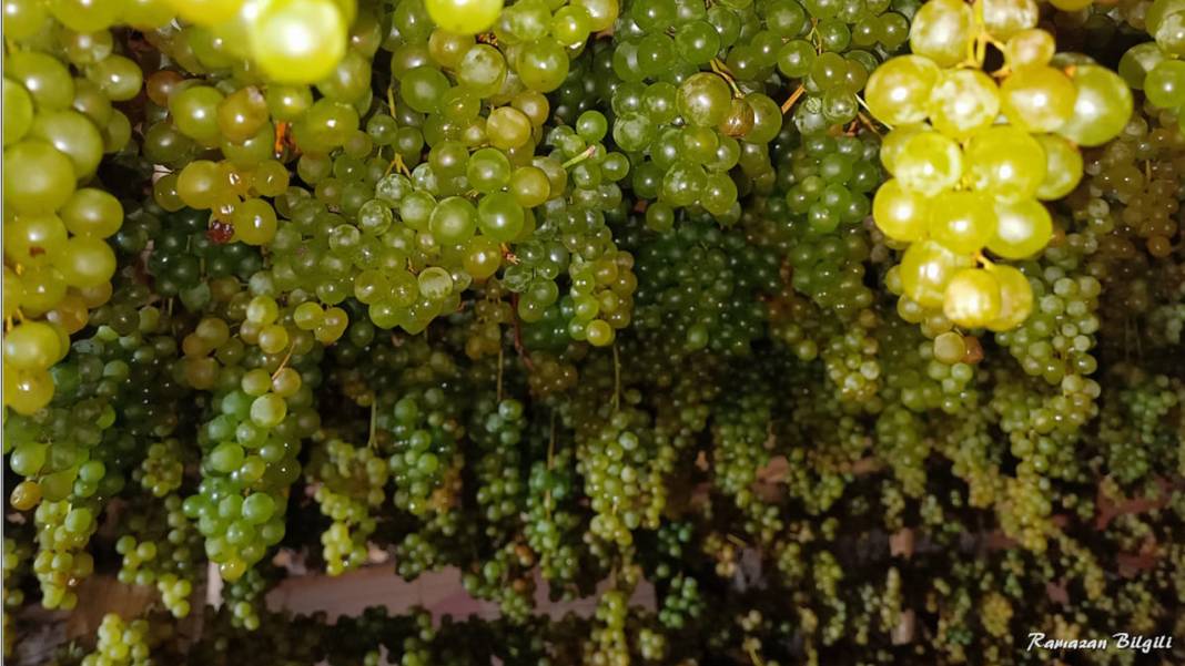 Konya’da yüz yıllardır süren bir gelenek: Üzüme farklı bir lezzet katıyor 4